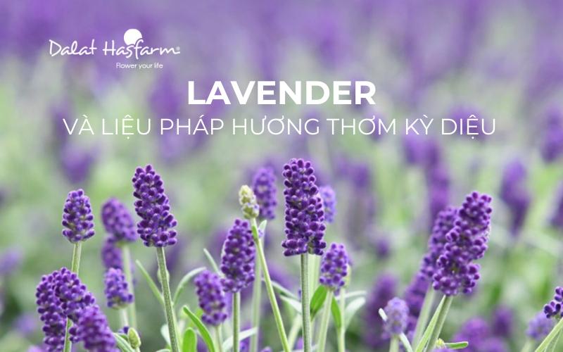 Giá hoa oải hương Đà Lạt tươi và khô